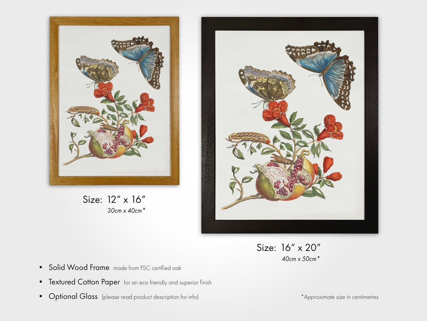 MARIA SIBYLLA MERIAN - Pomegranate Tree With Caterpillar & Butterfly - Pathos Studio - Posters, Prints, & Visual Artwork