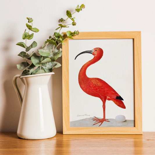 MARIA SIBYLLA MERIAN - Scarlet Ibis With An Egg - Pathos Studio - Posters, Prints, & Visual Artwork
