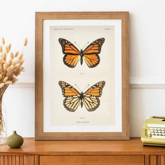 Monarchfalter (Vintage Illustration von Moths &amp; Butterflies of the United States)