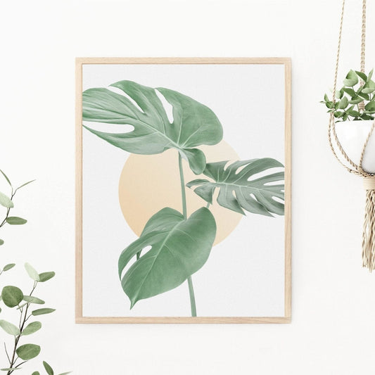 Monstera - Swiss Cheese Plant