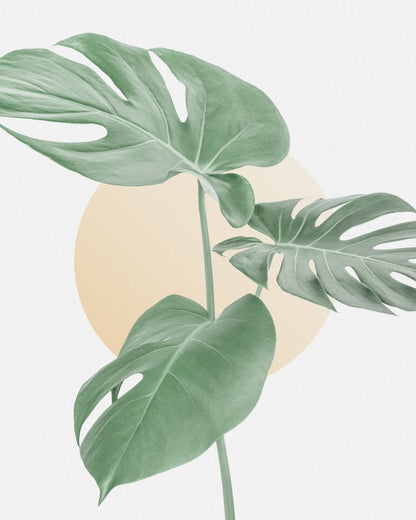 Monstera - Swiss Cheese Plant