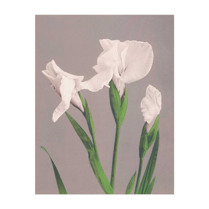 OGAWA KAZUMASA - Iris blancs