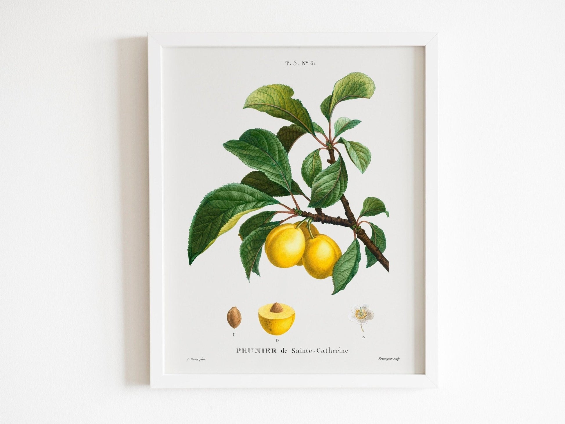 Plum (Prunier de Sainte-Catherine) by Pierre-Joseph Redouté (Raphael of Flowers) - Pathos Studio - Art Prints