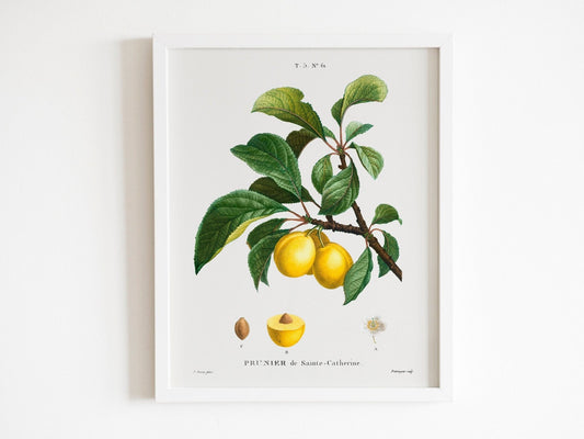 Plum (Prunier de Sainte-Catherine) by Pierre-Joseph Redouté (Raphael of Flowers) - Pathos Studio - Art Prints