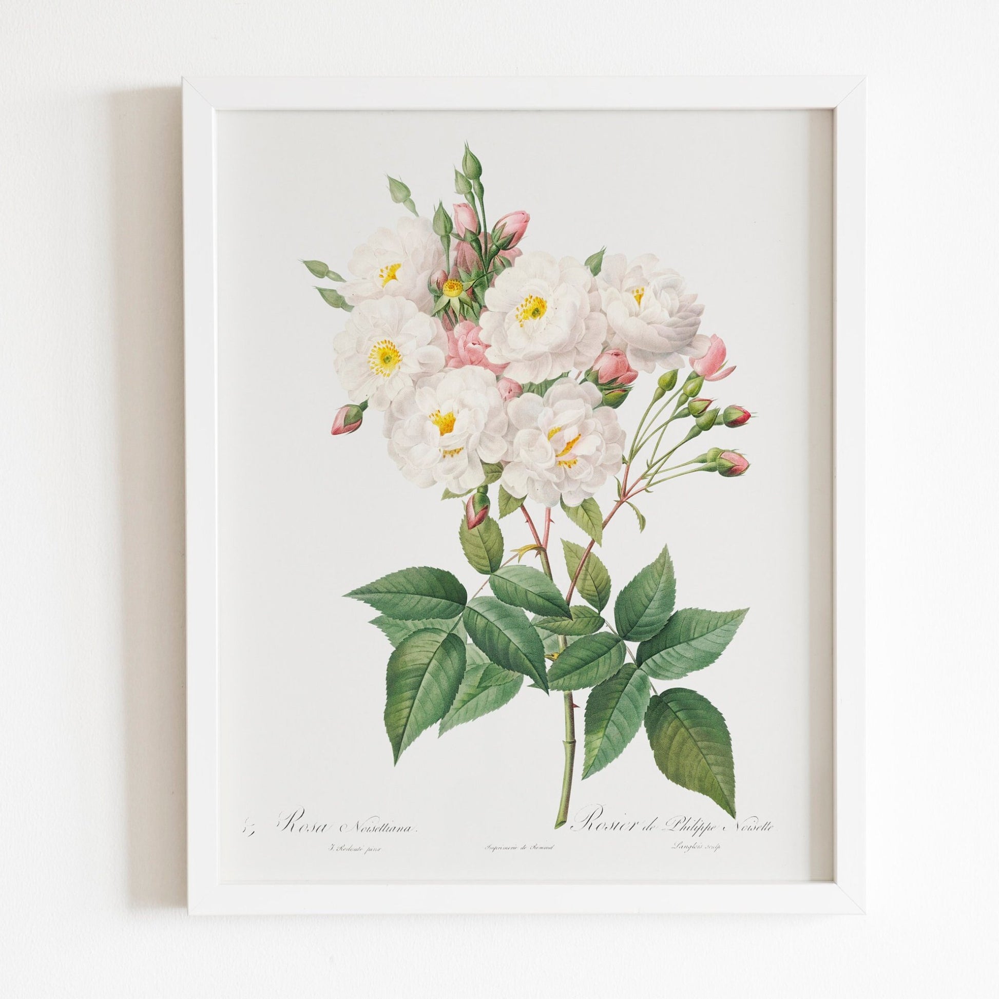 Rosa × Noisettiana (Noisette Rose) by Pierre-Joseph Redouté (Raphael of Flowers) - Pathos Studio - Art Prints