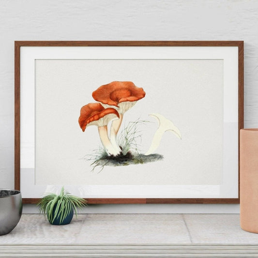 Rufous Milkcap Mushroom (Vintage-Illustration aus „Biodiversity Heritage Library“)