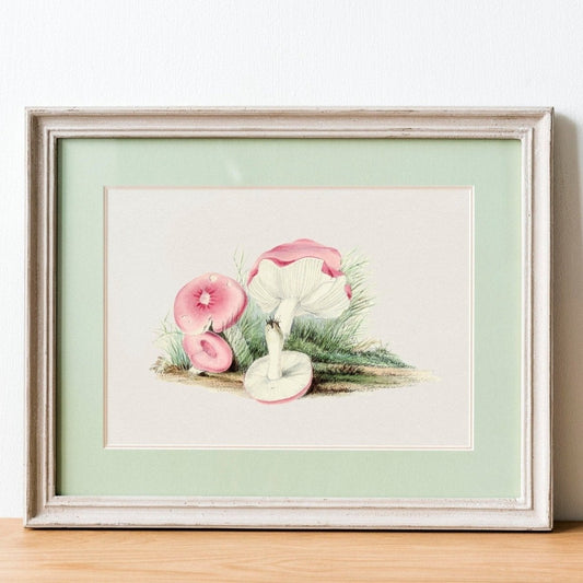 Russula-Emetica-Pilz (Vintage-Illustration aus „Biodiversity Heritage Library“)