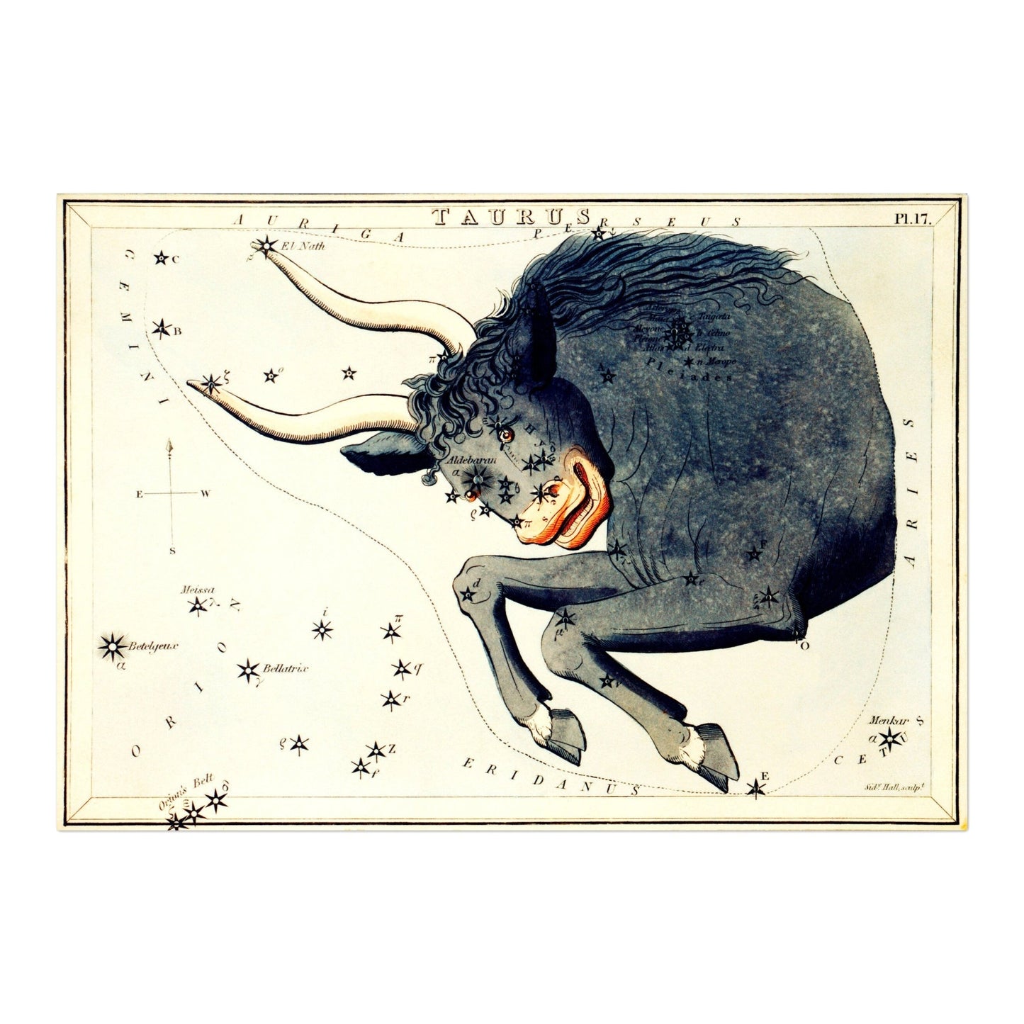 TAURUS - Constellation of a Bull