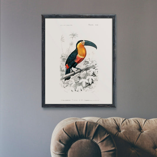 Toucan (Illustration animale du 'Dictionnaire Universel D'histoire Naturelle')